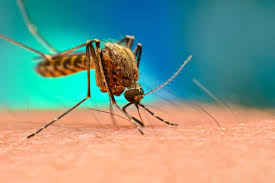 Image result for Malaria