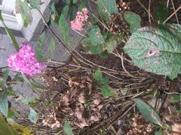 Learn about common hydrangea problems, including hydrangea leaves turning red. Hydrangea Brown Spots Dropping Leaves Too Early Too Wet Helpfulgardener Com
