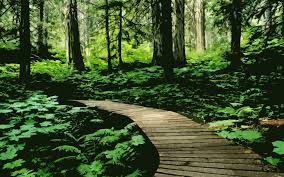 Background Cartoon Jungle Wallpaper Allwallpaper