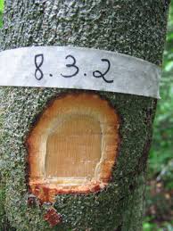 Image result for Heisteria zimmereri