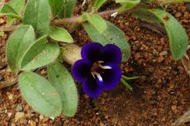 Image result for Aptosimum elongatum