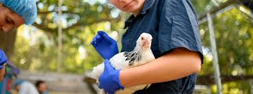 La gripe aviaria o gripe aviar, también denominada como influenza aviar (del inglés), gripe del pollo o gripe de los pájaros, designa a una enfermedad infecciosa vírica y que afecta a las aves, aunque tiene suficiente potencial como para infectar a distintas especies de mamíferos, incluidos el ser humano. Descubren La Eficacia De Los Probioticos Contra La Gripe Aviar