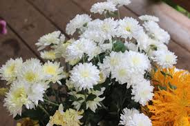 We did not find results for: Heirloom Mum White Mums Blush Flowers Seasonal Flowers