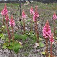 Image result for Satyrium