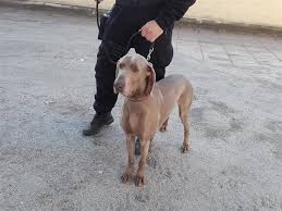 Image result for výmarský krátkosrstý ohař