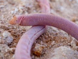 Image result for Lepistemon owariensis