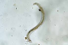 Jun 28, 2021 · nematodes are microscopic roundworms that dwell in the soil. Use Beneficial Nematodes To Combat Insect Pests Gardener S Path