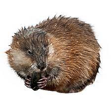 So if you want to know how to get muskrats out your boat, lake, pond or prevent them from causing damage to your property then read our guide below. How To Get Rid Of Muskrats Muskrat Removal Havahart Us