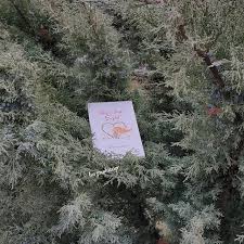 Sevgi Li Ask Eylul Mehmet Gokcuk Kitap Kitap Yorumlari Sevgililer