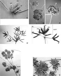 Image result for Volkiella disticha