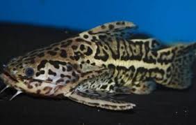 Jaguar Catfish Catfish Liosomadoras Oncinus Tank Facts