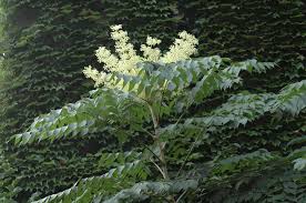 Image result for Araliaceae