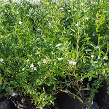 Image result for Freylinia