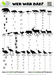 Tierspuren zum ausdrucken kostenlos : 20 Tierspuren Im Schnee Ideen Tierspuren Tierspuren Im Schnee Tiere