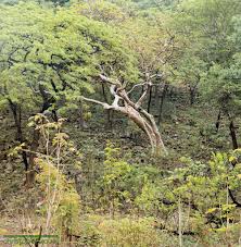 Image result for Microcoelia ornithocephala