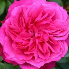 Imberhorne Lane Nursery Shrub Roses