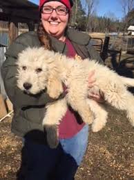Toy poodle puppies for sale and dogs for adoption in mississippi, ms. Litter Of Pyredoodle Puppies For Sale In Liberty Ms Usa Gender Female Age 6 Months Old Nickname Puppy 5 On Puppy Puppies For Sale Puppies Poodle Puppy