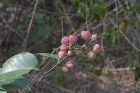 Image result for Gymnosporia buchananii