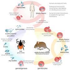 The Controversial World Of Medical Ozone Therapy Use Medical Ozone Therapy And Lyme Disease Lyme Disease Disease Lyme
