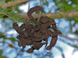 Image result for Dichrostachys