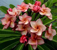 Plumeria Frangipani Shiraz Plumeria Flowers Wonderful Flowers Fragrant Plant