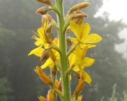 Image result for Wachendorfia