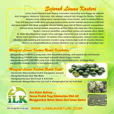 Limau kasturi adalah salah satu jenis buah yang termasuk ke dalam spesies jeruk. Khasiat Limau Kasturi Untuk Kencing Manis Malay Sui