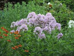 Pin Von Aija Vesterinen Auf Phlox In 2020 Garten Pur Maiglockchen Garten