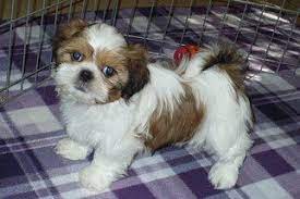 Shih Tzu Puppies For Adoption Near Me Canada Shih Tzu Rescue Adoptions Rescue Me Shih Tzu Puppies The Ultimate Shih Tzu Puppy Puppy Adoption Puppies For Sale