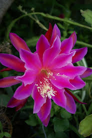 Enjoy our exotic night blooming cereus (epiphyllum oxypetalum) orchid cactus which is here in full bloom around midnight on. Pin On Pretty Things