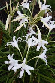 Image result for Crinum lugardiae