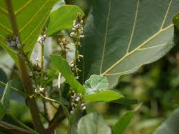 Image result for Neonotonia wightii