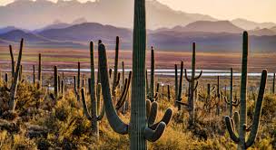 It has been the subject of many photographs, and commonly conjures up thoughts of the old west and the beauty of the southwest desert. Saguaro National Park Visit The Usa