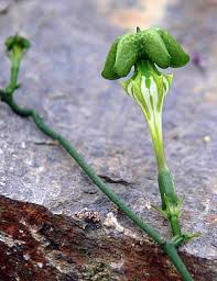 Image result for Ceropegia namuliensis
