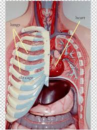 The rib cage surrounds the lungs and the heart, serving as an important means of bony protection for these vital organs. Rib Cage Organ Thoracic Cavity Internal Thoracic Artery Organs Heart Lung Anatomy Png Klipartz