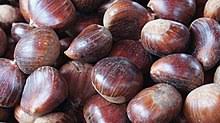 Native plants for georgia part i: Chestnut Wikipedia