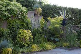 Carex Oshimensis Evergold Sambucus Racemosa Lemony Lace Smnsrd4 And Hedera Helix Buttercup All Bring Golden Folia Shade Garden Plants Garden Shrubs