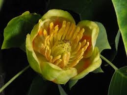 Image result for Magnoliaceae