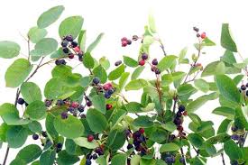 السدر لتكثيف الشعر تجربتي Blog Blog Posts Grapes