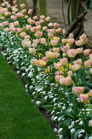 Pin By Maria Von Massenhausen On Spring Spring Bulbs Garden Spring Garden Tulips Garden