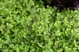 Image result for Selaginella kraussiana