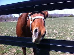 Love Horses Fence Toll One Apple Please Horse Fencing Horses Creatures
