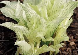 Image result for Hosta White Feather