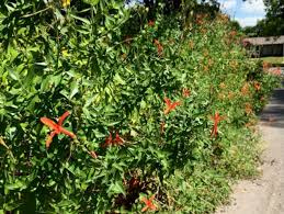 Image result for Anisacanthus