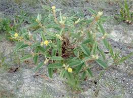 Image result for Melhania forbesii