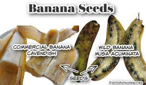 Do Bananas Have Seeds Can You Grow Them From Seeds Fruitinformation Com