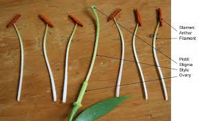 A Flower Has Been Dismantled The Stamens And Pistil Of A Flower Lay On A Table The Stamen Consists Of A Filament And An A Flower Images Plants Planting Seeds