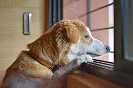 For example, a dog won't go outdoors for a walk because he or she was scared by a loud noise. Help My Dog Is Scared Of Going Outside