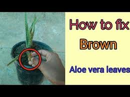 Brown aloe vera has soft spots in the leaves and a plant with puckered leaves that are discoloring may be too dry. Aloe Vera Plant Leaves Turning Brown Youtube Aloe Vera Plant Plant Leaves Turning Brown Plant Leaves Turning