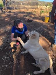 Hours may change under current circumstances Gary Mendelsohn Owner Dobbs Ferry Animal Hospital Linkedin